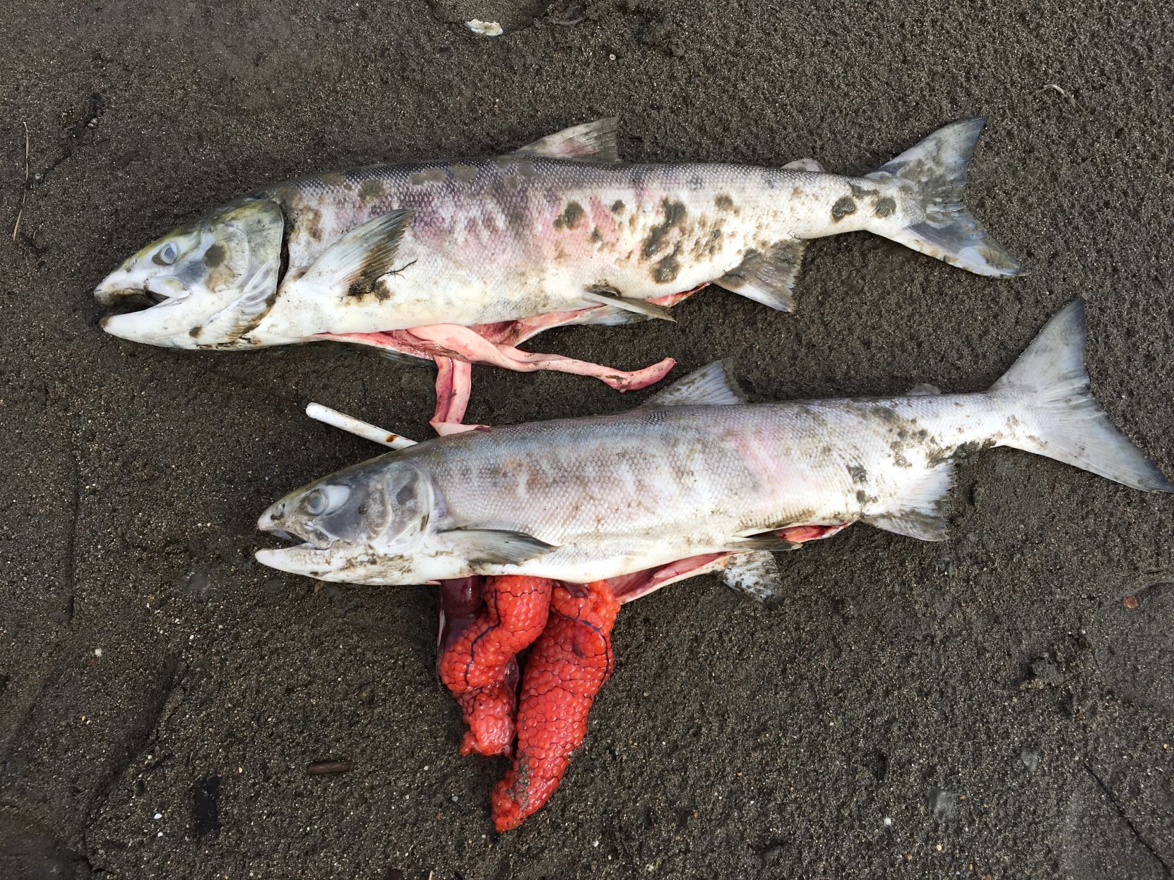 Koyukuk 2.jpg